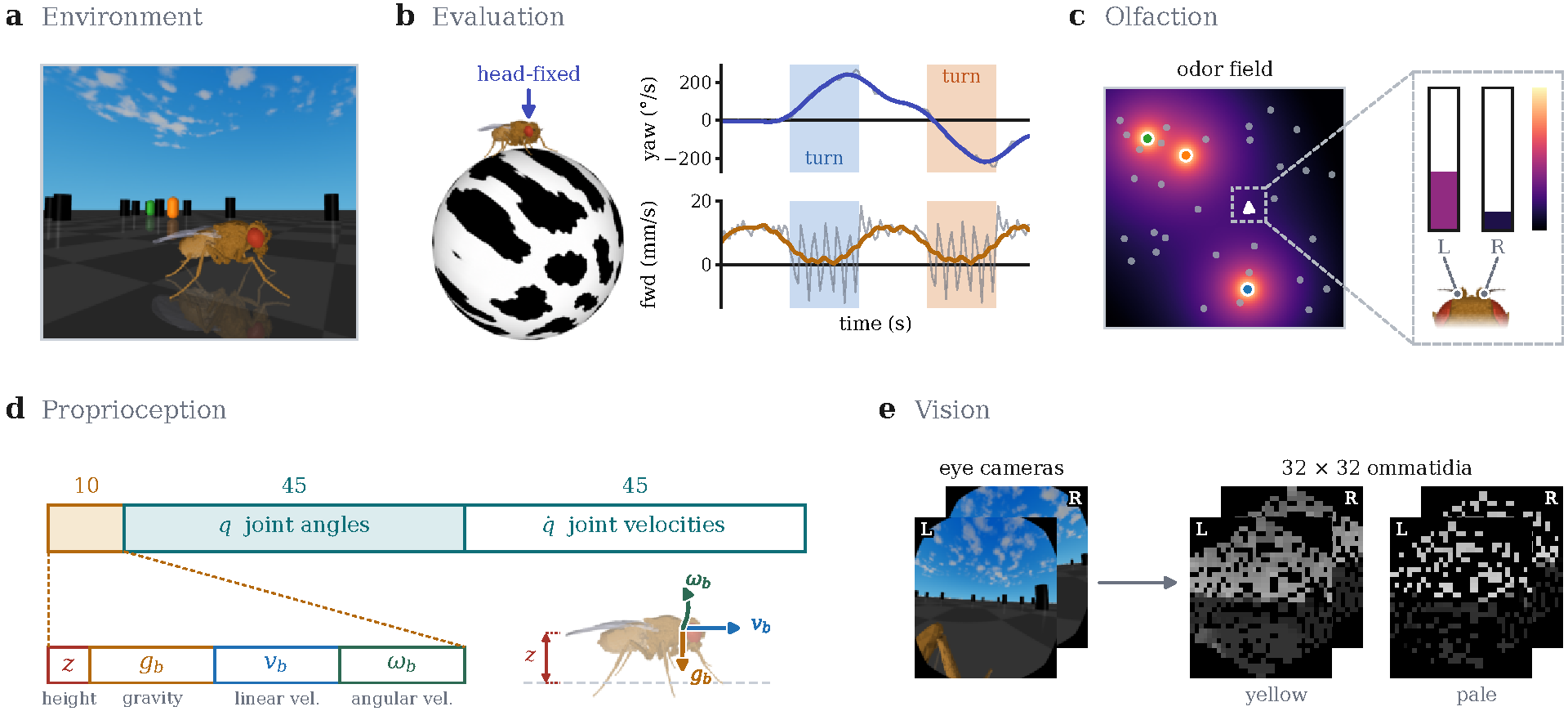 Training arena, tethered-ball assay, olfaction, proprioception, and vision.